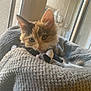 kitten, calico, cat, pet, animal, cozy, blanket, stuffed_toy, window, indoor, soft_light, fur, cute, small, resting, curious, young, domestic, feline, closeup