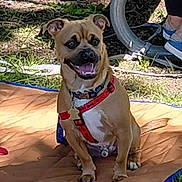 Buddy is registered to the contest to win money with this photo: dog, small_dog, brown_dog, sitting, outdoor, grass, blanket, bench, happy, pet, canine, harness, leash, sunlight, person, shoes, casual, nature, park, daytime