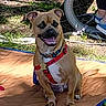 dog, small_dog, brown_dog, sitting, outdoor, grass, blanket, bench, happy, pet, canine, harness, leash, sunlight, person, shoes, casual, nature, park, daytime
