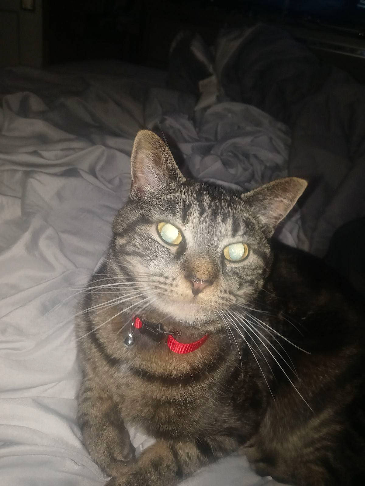 Candice is registered to the contest to win money with this photo: carnivore, cat, domestic_short_haired_cat, felidae, fur, grey, small_to_medium_sized_cats, snout, terrestrial_animal, whiskers