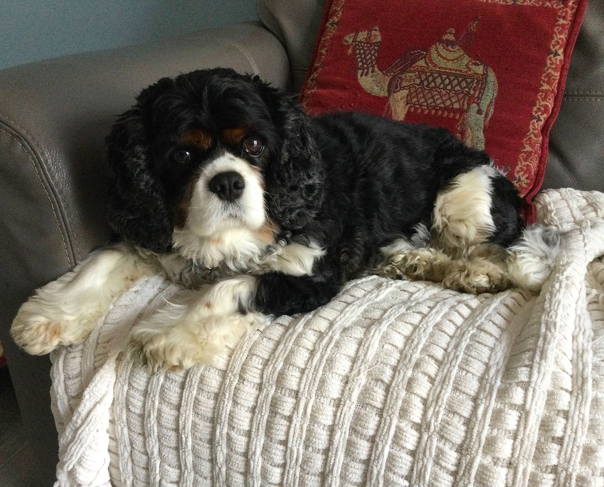 Georgia is registered to the contest to win money with this photo: canidae, carnivore, comfort, companion_dog, dog, dog_breed, dog_collar, dog_supply, fur, gun_dog, liver, pattern, pet_supply, snout, spaniel, sporting_group, terrestrial_animal, toy_dog, water_dog, working_animal