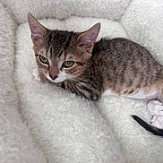 Figi is registered to the contest to win money with this photo: animal, bed, cat, cozy, cute, domestic, feline, fluffy, fur, indoor, kitten, paw, pet, resting, sleepy, small, tabby, tail, white, young