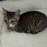 Figi is registered to the contest to win money with this photo: animal, bed, cat, cozy, curious, cute, domestic, ears, feline, fluffy, fur, indoor, kitten, pet, resting, sleepy, small, tabby, whiskers, young