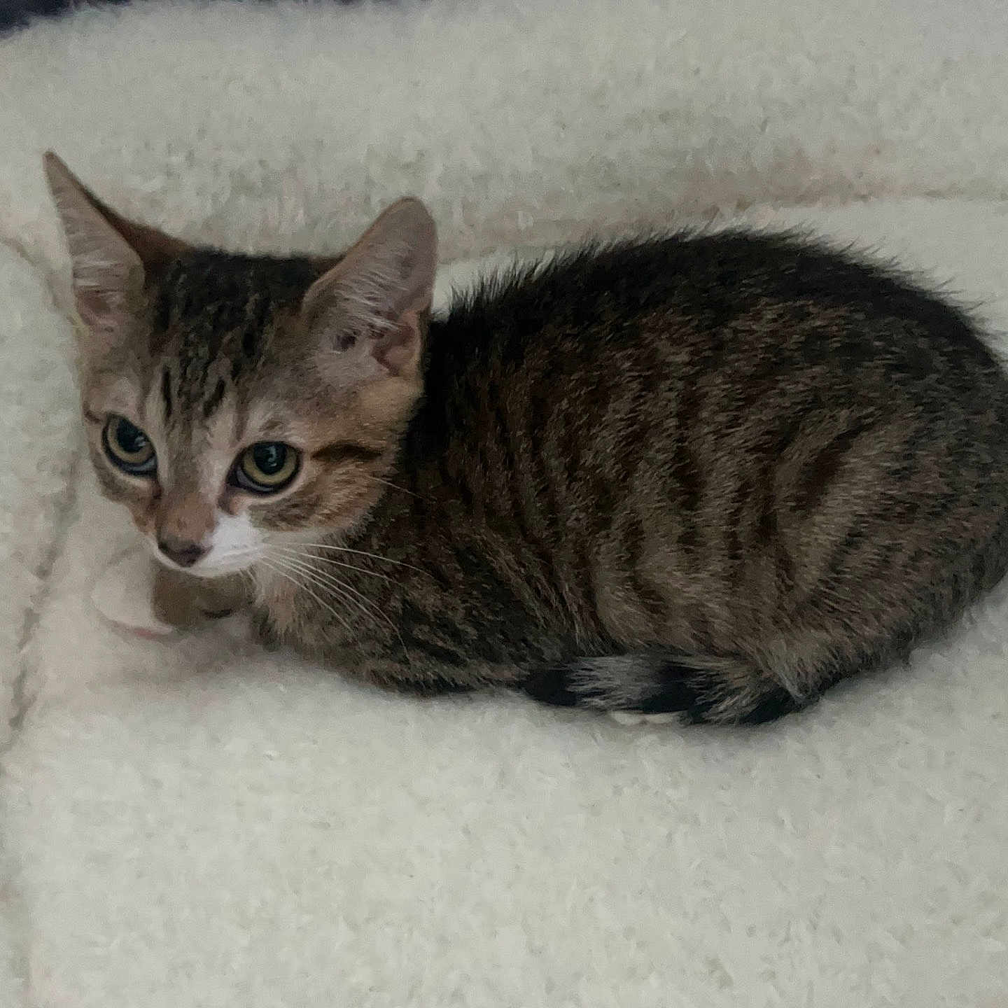Figi is registered to the contest to win money with this photo: animal, bed, cat, cozy, curious, cute, domestic, ears, feline, fluffy, fur, indoor, kitten, pet, resting, sleepy, small, tabby, whiskers, young