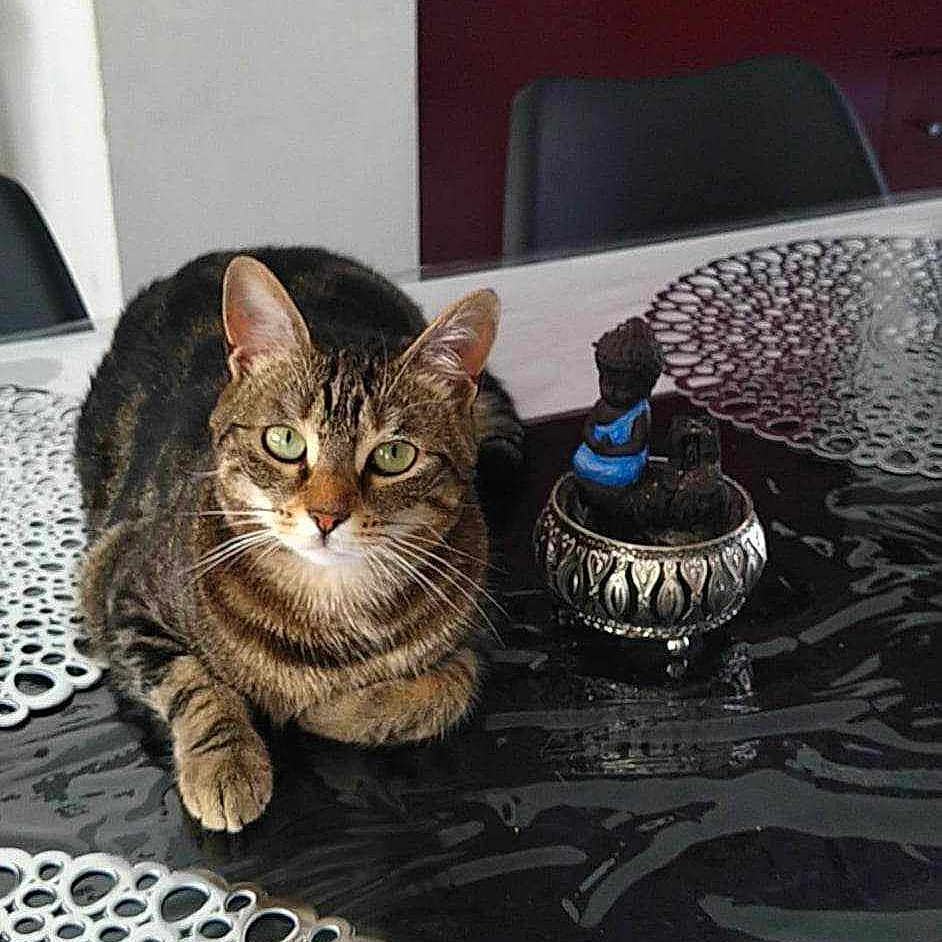 Ruby participe au concours pour gagner de l'argent avec cette photo : animal, architecture, bell, building, cat, curling, diningtable, furniture, jar, manx, person, pet, plant, pottedplant, pottery, sport, table, tablecloth, tabletop, water