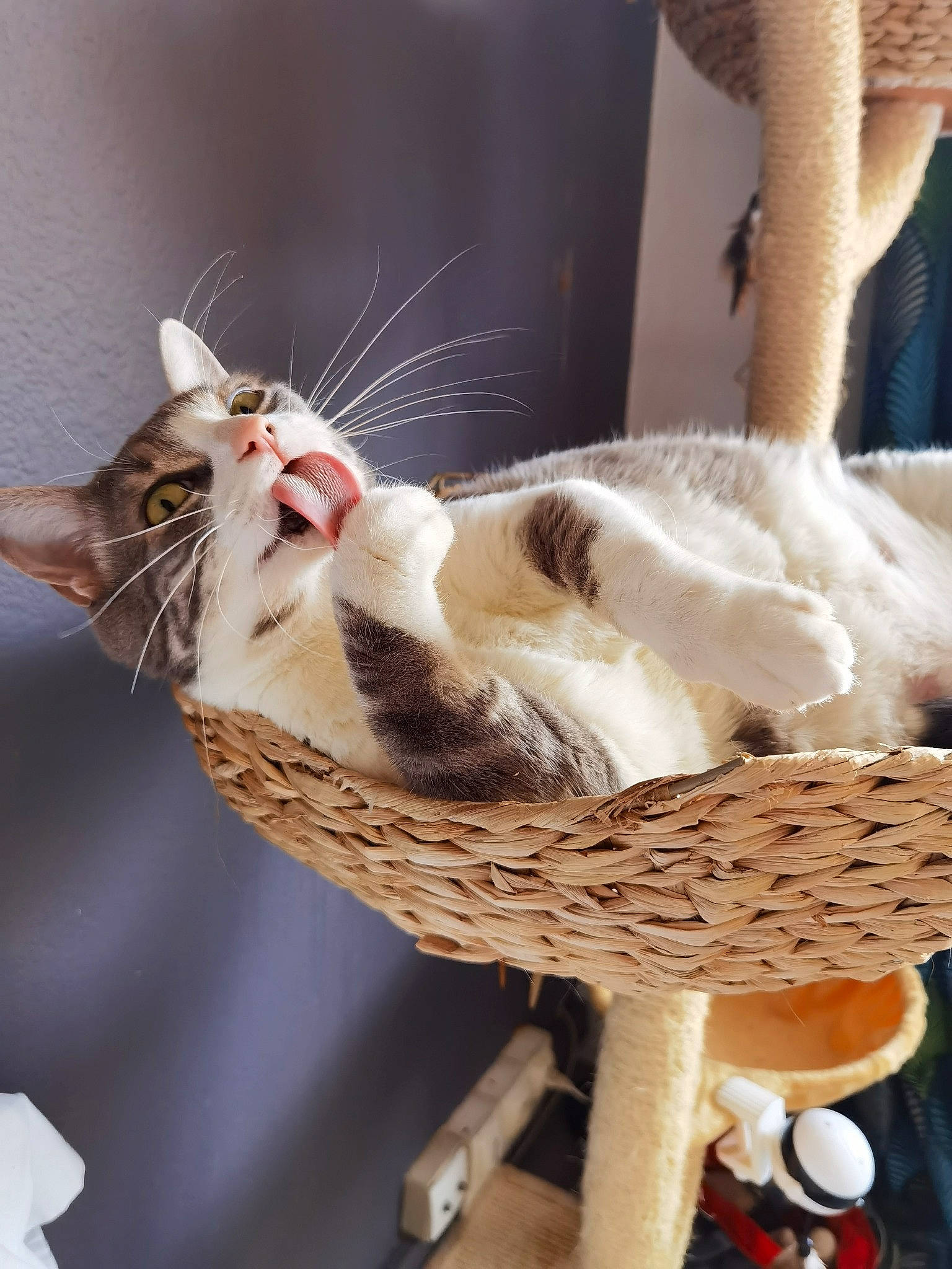 Pupuce participe au concours pour gagner de l'argent avec cette photo : basket, carnivore, cat, cat_supply, claw, companion_dog, domestic_short_haired_cat, fawn, felidae, fur, pet_supply, small_to_medium_sized_cats, storage_basket, tail, twig, whiskers, wicker, wood