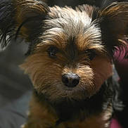 Taz joined the competition — help win amazing prizes! dog, close_up, portrait, fluffy, ears, pet, animal, brown, black, fur, cute, indoors, face, small_dog, muzzle, whiskers, soft_light, looking, adorable, companion