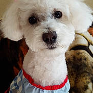 Harley is registered to the contest to win money with this photo: dog, white_dog, pet, cute, fluffy, bow, pink_bow, clothing, dress, portrait, indoor, fur, animal, small_dog, sitting, closeup, face, eyes, nose, background