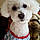 Harley
