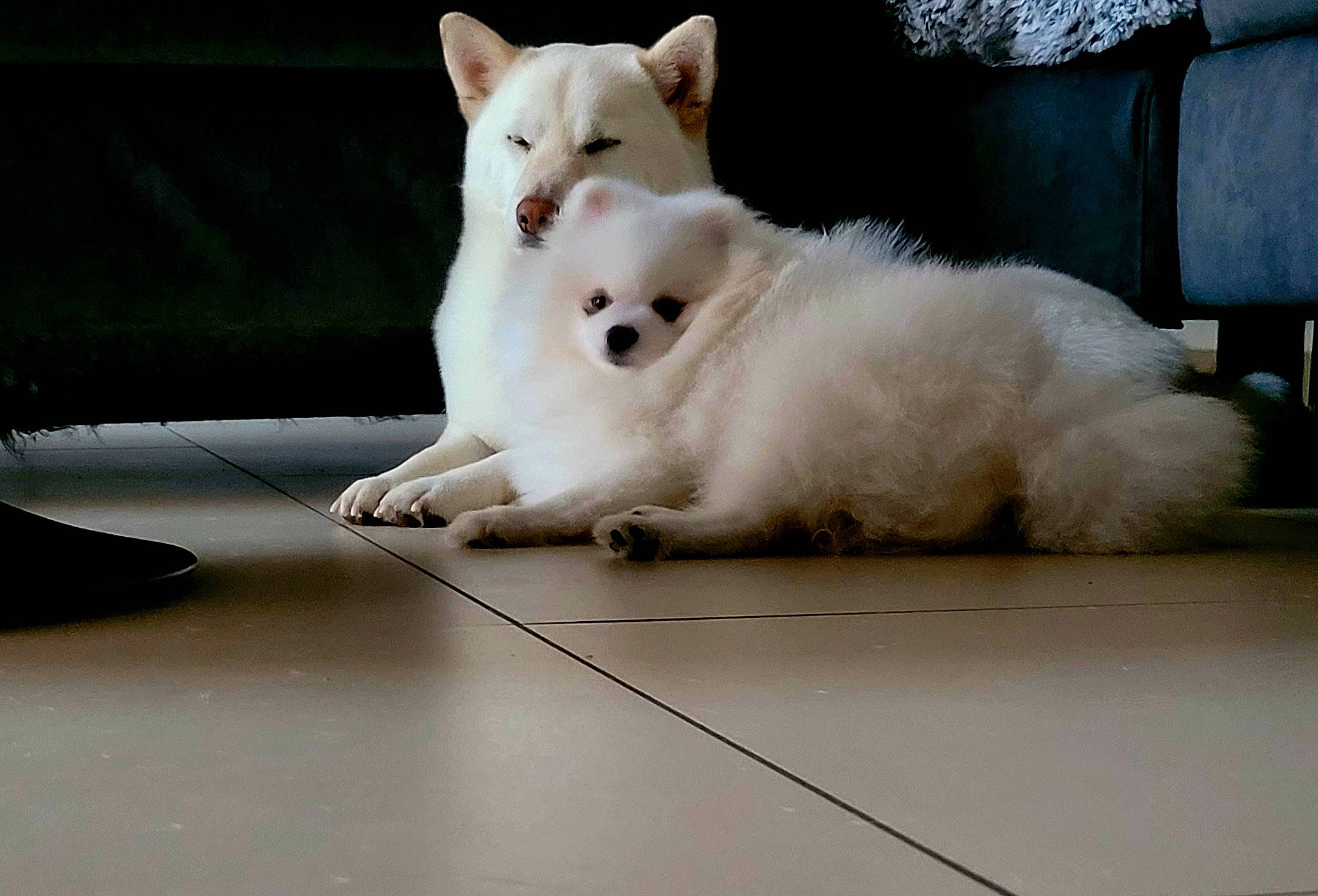 Sultan a rejoint le concours — aidez-le/la à gagner de superbes lots ! ancient_dog_breeds, canidae, carnivore, companion_dog, dog, dog_breed, fawn, felidae, flooring, foot, fur, non_sporting_group, paw, small_terrier, snout, sporting_group, tail, terrestrial_animal, whiskers, windscreen_wiper