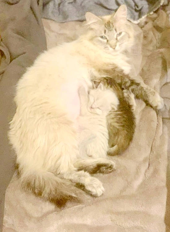 Vanille participe au concours pour gagner de l'argent avec cette photo : carnivore, cat, claw, comfort, fang, fawn, felidae, fur, nap, natural_material, paw, selkirk_rex, small_to_medium_sized_cats, tail, terrestrial_animal, whiskers