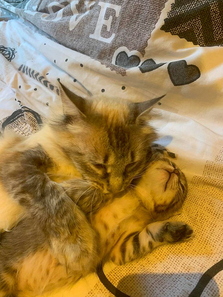 Vanille a rejoint le concours — aidez-le/la à gagner de superbes lots ! bed, carnivore, cat, claw, comfort, domestic_short_haired_cat, fashion_accessory, fawn, felidae, fur, hat, human_leg, linens, nap, pattern, paw, small_to_medium_sized_cats, tail, textile, whiskers