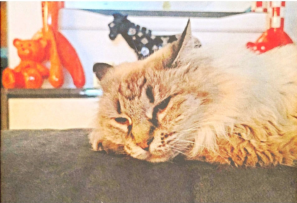 Vanille a rejoint le concours — aidez-le/la à gagner de superbes lots ! carnivore, cat, claw, comfort, domestic_short_haired_cat, event, fawn, felidae, fur, maine_coon, paw, room, siberian, small_to_medium_sized_cats, snout, tail, terrestrial_animal, whiskers, window, wood