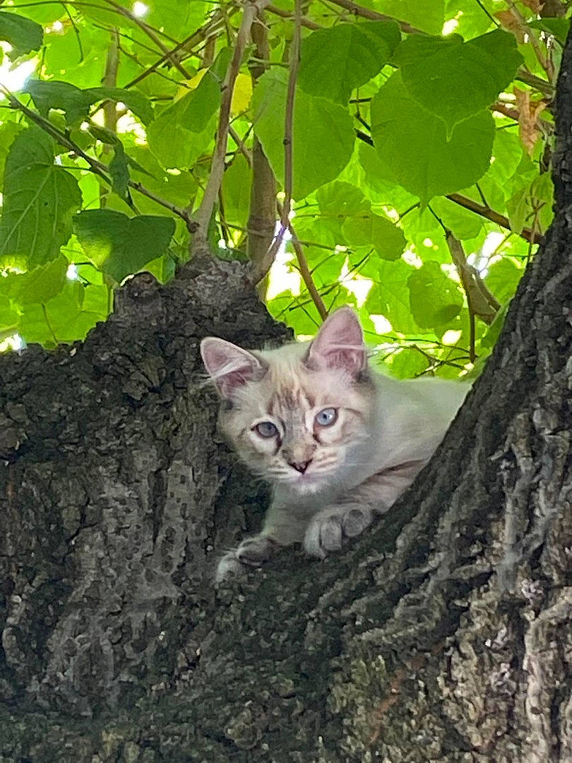 Vanille a rejoint le concours — aidez-le/la à gagner de superbes lots ! branch, carnivore, cat, domestic_short_haired_cat, eye, fawn, felidae, grass, leaf, plant, small_to_medium_sized_cats, snout, tail, tree, trunk, twig, whiskers, wildlife, wood, woody_plant