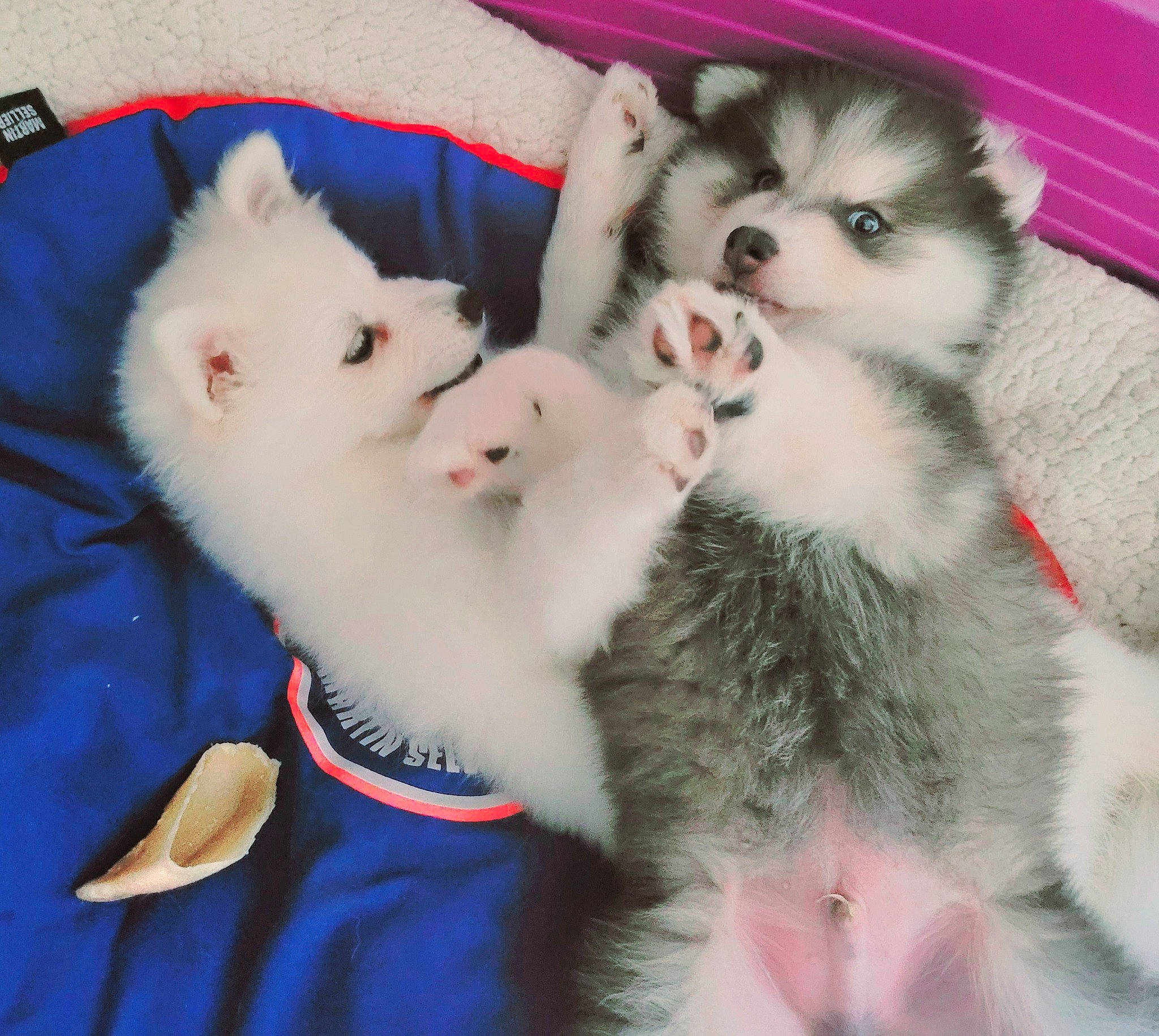 Rubi a rejoint le concours — aidez-le/la à gagner de superbes lots ! canidae, carnivore, cat, claw, comfort, companion_dog, dog_breed, felidae, fur, paw, small_to_medium_sized_cats, tail, whiskers, white