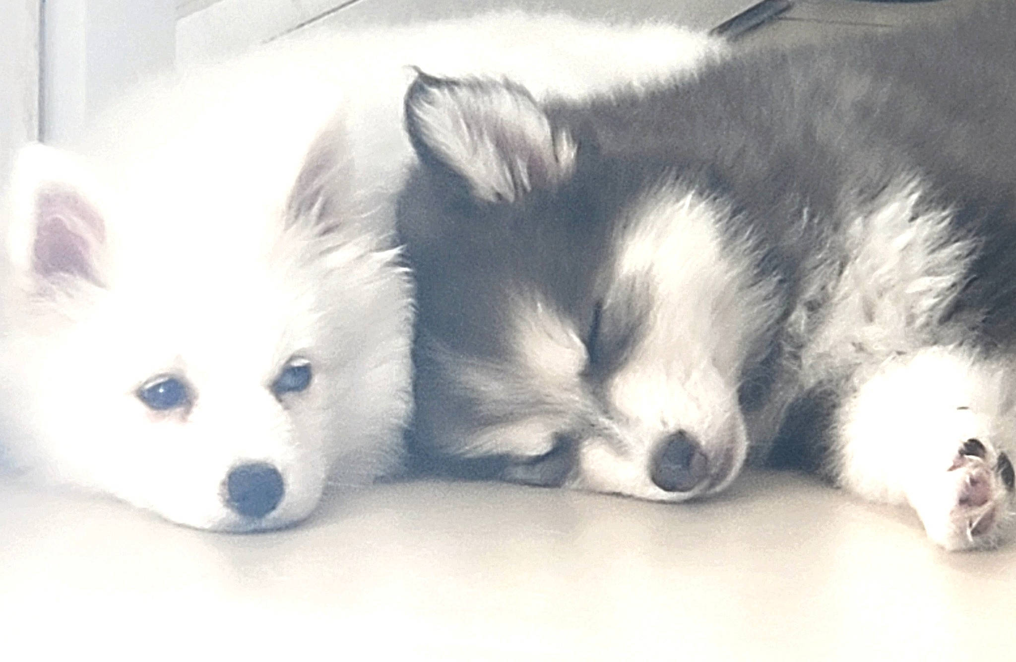 Rubi a rejoint le concours — aidez-le/la à gagner de superbes lots ! canidae, canis, carnivore, companion_dog, dog, dog_breed, fur, german_spitz, german_spitz_mittel, monochrome, monochrome_photography, non_sporting_group, puppy, snout, spitz, sporting_group, terrestrial_animal, volpino_italiano, whiskers, working_dog