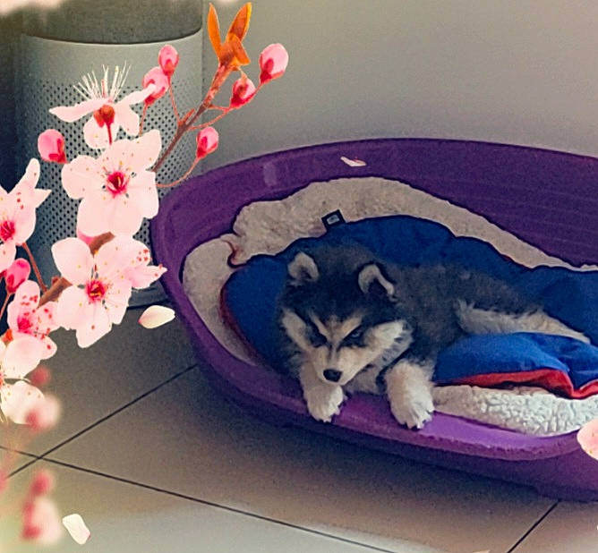 Perle participe au concours pour gagner de l'argent avec cette photo : artificial_flower, blossom, carnivore, comfort, companion_dog, couch, dog, dog_breed, fashion_accessory, felidae, floral_design, flower, flowerpot, petal, plant, small_to_medium_sized_cats, table, tail, twig, whiskers