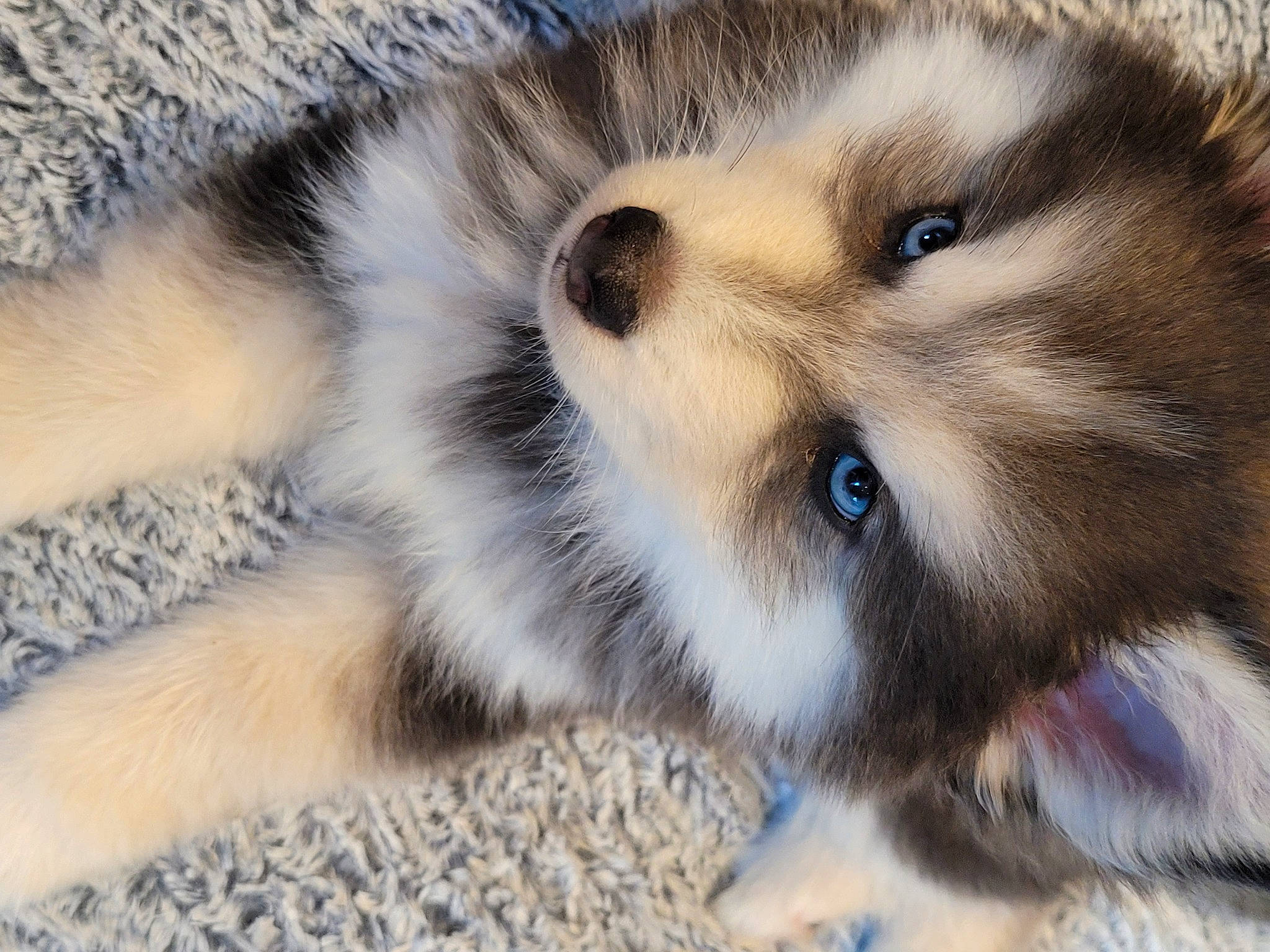 Perle participe au concours pour gagner de l'argent avec cette photo : canidae, carnivore, cat, claw, dog_breed, domestic_short_haired_cat, eye, fawn, felidae, fur, paw, small_to_medium_sized_cats, snout, terrestrial_animal, whiskers, wildlife