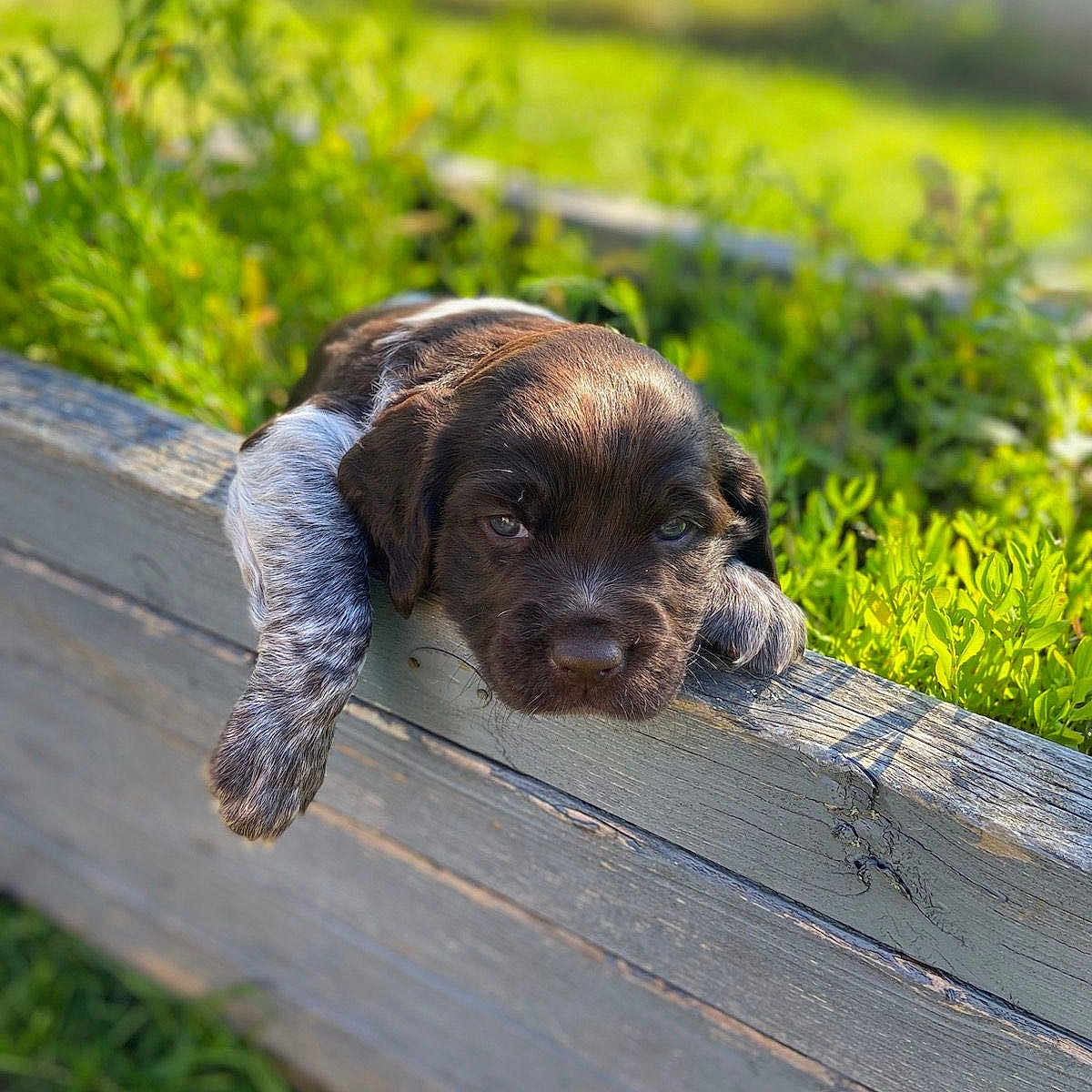 Vegas participe au concours pour gagner de l'argent avec cette photo : animal, canine, cockerspaniel, dog, fence, grass, hound, jar, labradorretriever, lawn, nature, pet, plant, planter, pointer, pottedplant, pottery, puppy, vase, wood