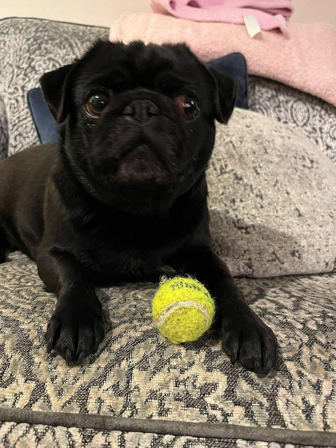 Dollie is registered to the contest to win money with this photo: ball, canidae, carnivore, companion_dog, dog, dog_breed, dog_collar, grass, non_sporting_group, pug, snout, sporting_group, sports_equipment, tennis_ball, tennis_equipment, terrestrial_animal, toy_dog, whiskers, working_animal, wrinkle