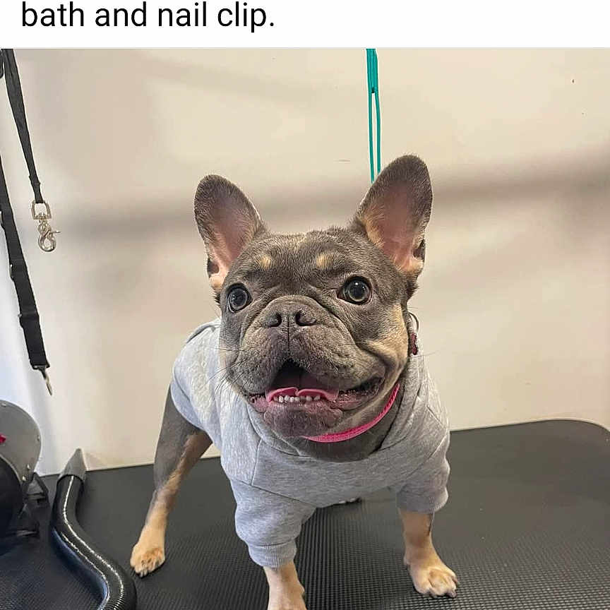 Luna is registered to the contest to win money with this photo: accessories, advertisement, animal, belt, bostonbull, boxer, bulldog, canine, doctor, dog, frenchbulldog, person, pet, pitbull, pug, puppy, sleeping, veterinarian