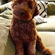 Jackie joined the competition — help win amazing prizes! animal, brown_fur, companion, couch, cozy, curious, curly_fur, cute, dog, domestic_animal, fluffy, furniture, head_tilt, home, indoor, living_room, pet, pillow, relaxed, sitting