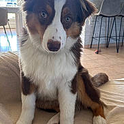 Alpha participe au concours pour gagner de l'argent avec cette photo : dog, puppy, brown, white, fur, pet, indoors, blanket, floor, living_room, chair, window, sunlight, tile_floor, table, plant, decor, cute, sitting, animal