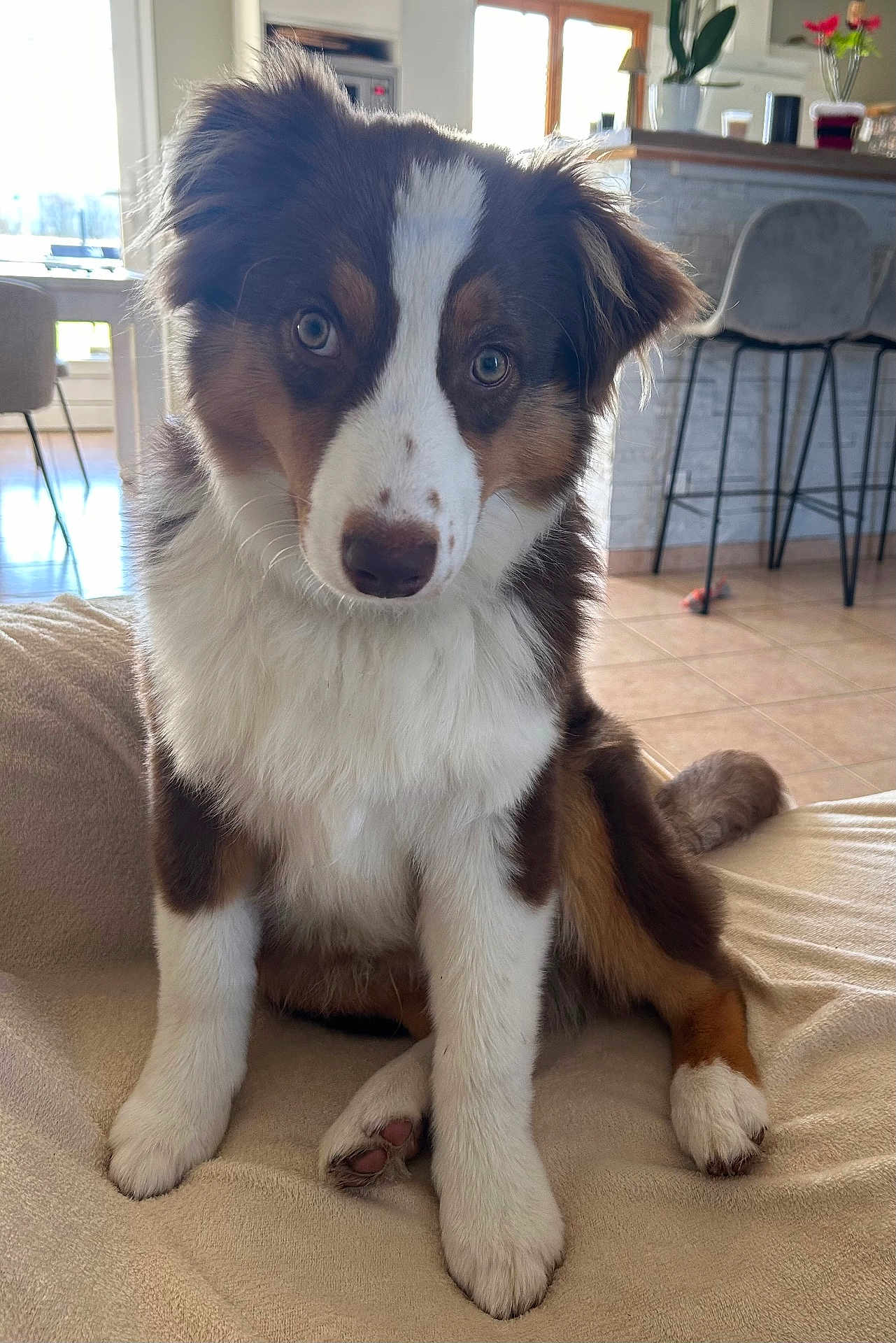 Alpha participe au concours pour gagner de l'argent avec cette photo : dog, puppy, brown, white, fur, pet, indoors, blanket, floor, living_room, chair, window, sunlight, tile_floor, table, plant, decor, cute, sitting, animal