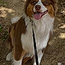 Alpha a rejoint le concours — aidez-le/la à gagner de superbes lots ! dog, canine, leash, outdoor, path, dirt, sunlight, shadow, pet, animal, sitting, happy, tongue_out, brown_and_white, fur, ears, nature, daylight, walk, smile