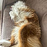 Alpha a rejoint le concours — aidez-le/la à gagner de superbes lots ! dog, fluffy, brown, white, couch, relaxed, lying_down, pet, fur, domestic_animal, indoor, cozy, sleeping, canine, companion, resting, animal, furniture, home, cute