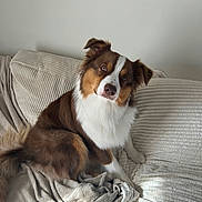 Alpha a rejoint le concours — aidez-le/la à gagner de superbes lots ! dog, brown_and_white, fluffy, couch, blanket, indoor, pet, curious, head_tilt, cozy, furniture, window, decor, soft_texture, relaxed, companion, animal, canine, domestic, portrait