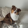 dog, brown_and_white, fluffy, couch, blanket, indoor, pet, curious, head_tilt, cozy, furniture, window, decor, soft_texture, relaxed, companion, animal, canine, domestic, portrait