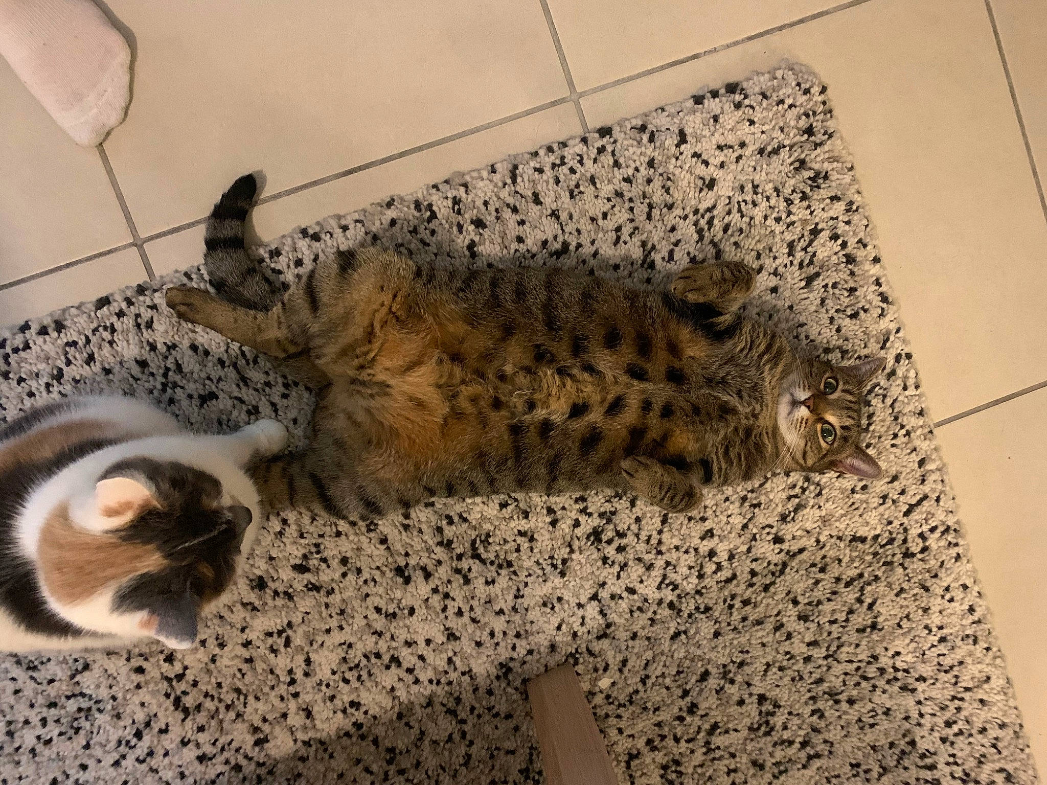 Loona participe au concours pour gagner de l'argent avec cette photo : big_cats, carnivore, cat, claw, comfort, domestic_short_haired_cat, felidae, flooring, fur, leopard, lynx, pattern, paw, small_to_medium_sized_cats, snout, snow_leopard, tail, terrestrial_animal, whiskers, wildlife