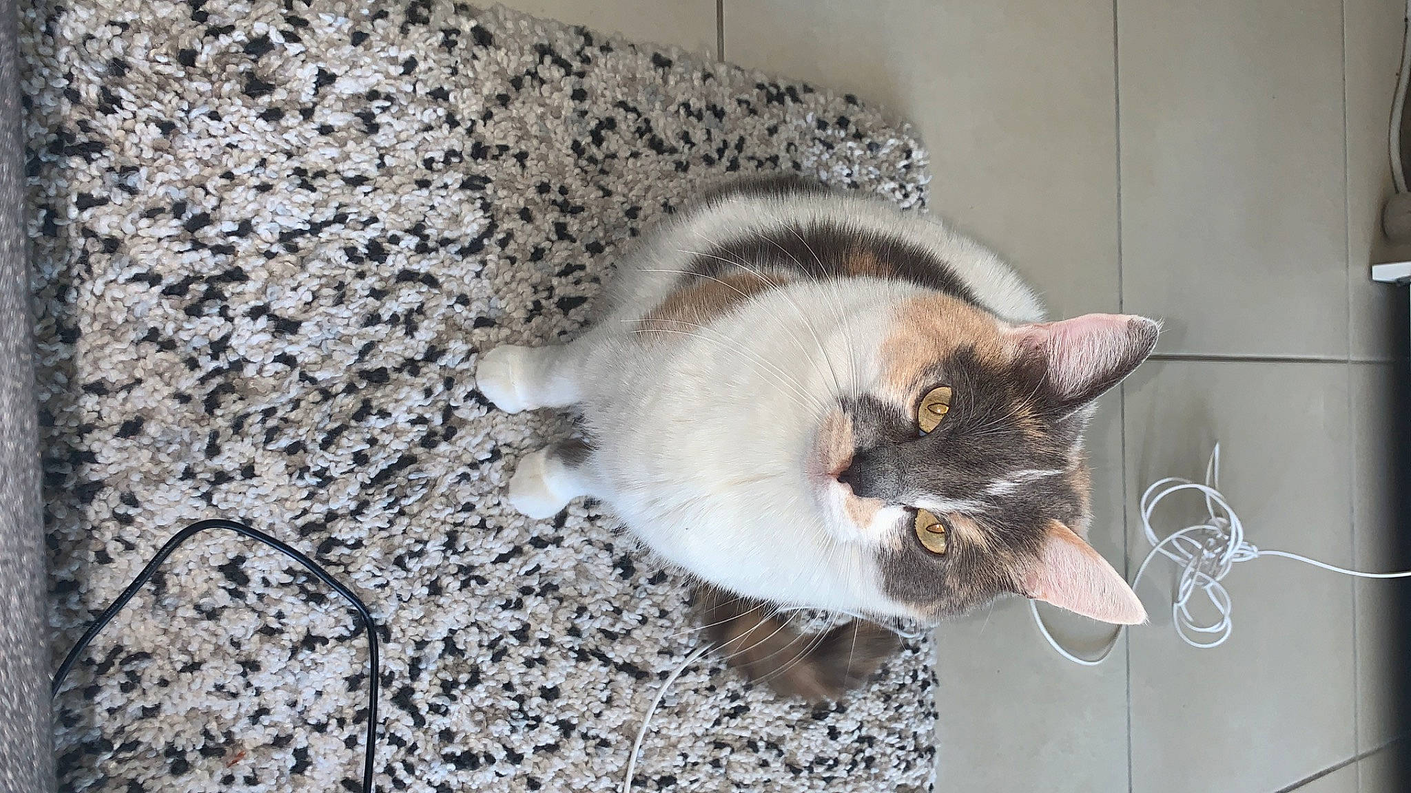 Isys a rejoint le concours — aidez-le/la à gagner de superbes lots ! carnivore, cat, collar, couch, domestic_short_haired_cat, fawn, felidae, flooring, fur, grey, paw, road_surface, small_to_medium_sized_cats, snout, tail, thai, whiskers, wood