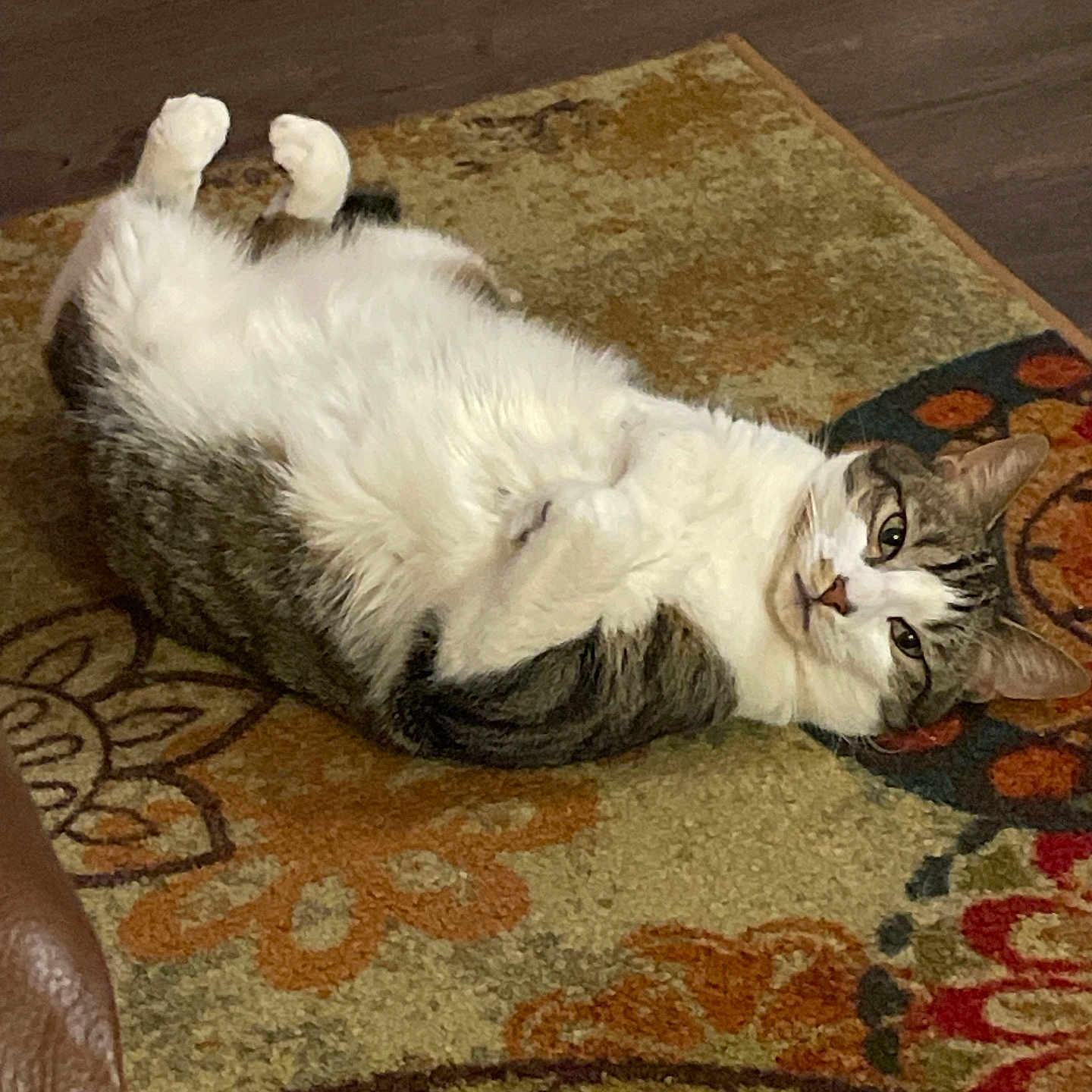Thor joined the competition — help win amazing prizes! animal, brown, carpet, cat, cozy, cute, domestic_cat, ears, floor, fur, gray, indoor, lying_down, patterned_rug, paws, pet, relaxed, resting, whiskers, white