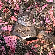 Max is registered to the contest to win money with this photo: cat, gray_cat, tabby_cat, animal, pet, feline, chair, armchair, camouflage_pattern, pink, brown, indoor, relaxed, green_eyes, fur, whiskers, paws, looking_at_camera, cozy, comfortable