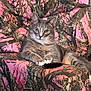 cat, gray_cat, tabby_cat, animal, pet, feline, chair, armchair, camouflage_pattern, pink, brown, indoor, relaxed, green_eyes, fur, whiskers, paws, looking_at_camera, cozy, comfortable