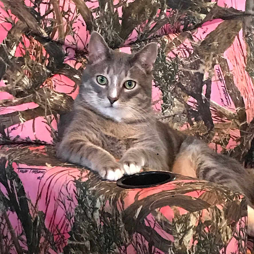 Max is registered to the contest to win money with this photo: animal, armchair, brown, camouflage_pattern, cat, chair, comfortable, cozy, feline, fur, gray_cat, green_eyes, indoor, looking_at_camera, paws, pet, pink, relaxed, tabby_cat, whiskers