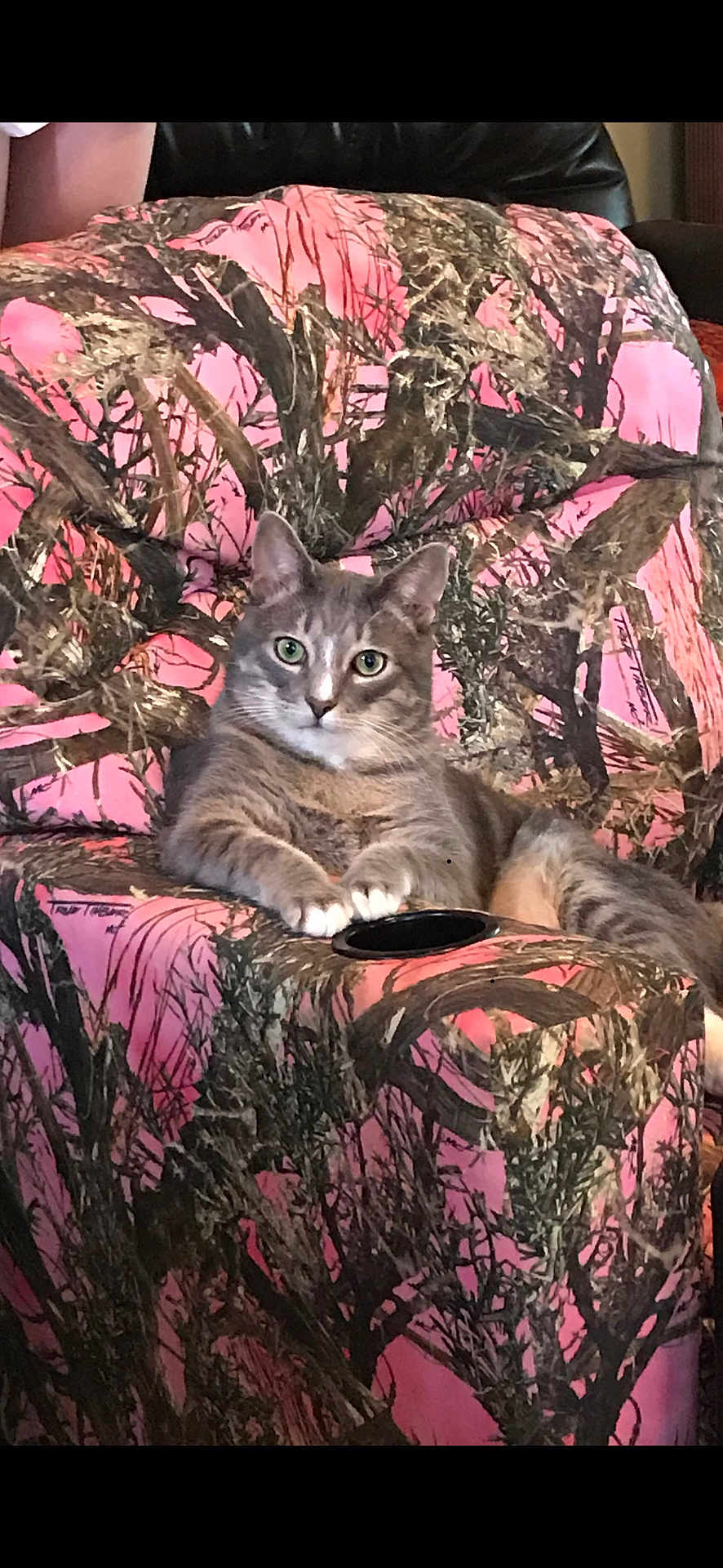 Max is registered to the contest to win money with this photo: cat, gray_cat, tabby_cat, animal, pet, feline, chair, armchair, camouflage_pattern, pink, brown, indoor, relaxed, green_eyes, fur, whiskers, paws, looking_at_camera, cozy, comfortable