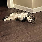Abby is registered to the contest to win money with this photo: cat, tabby_cat, lying_down, wooden_floor, indoor, relaxed, pet, animal, fur, striped, whiskers, ears, flooring, corner, home, resting, domestic_cat, sleepy, feline, mammal