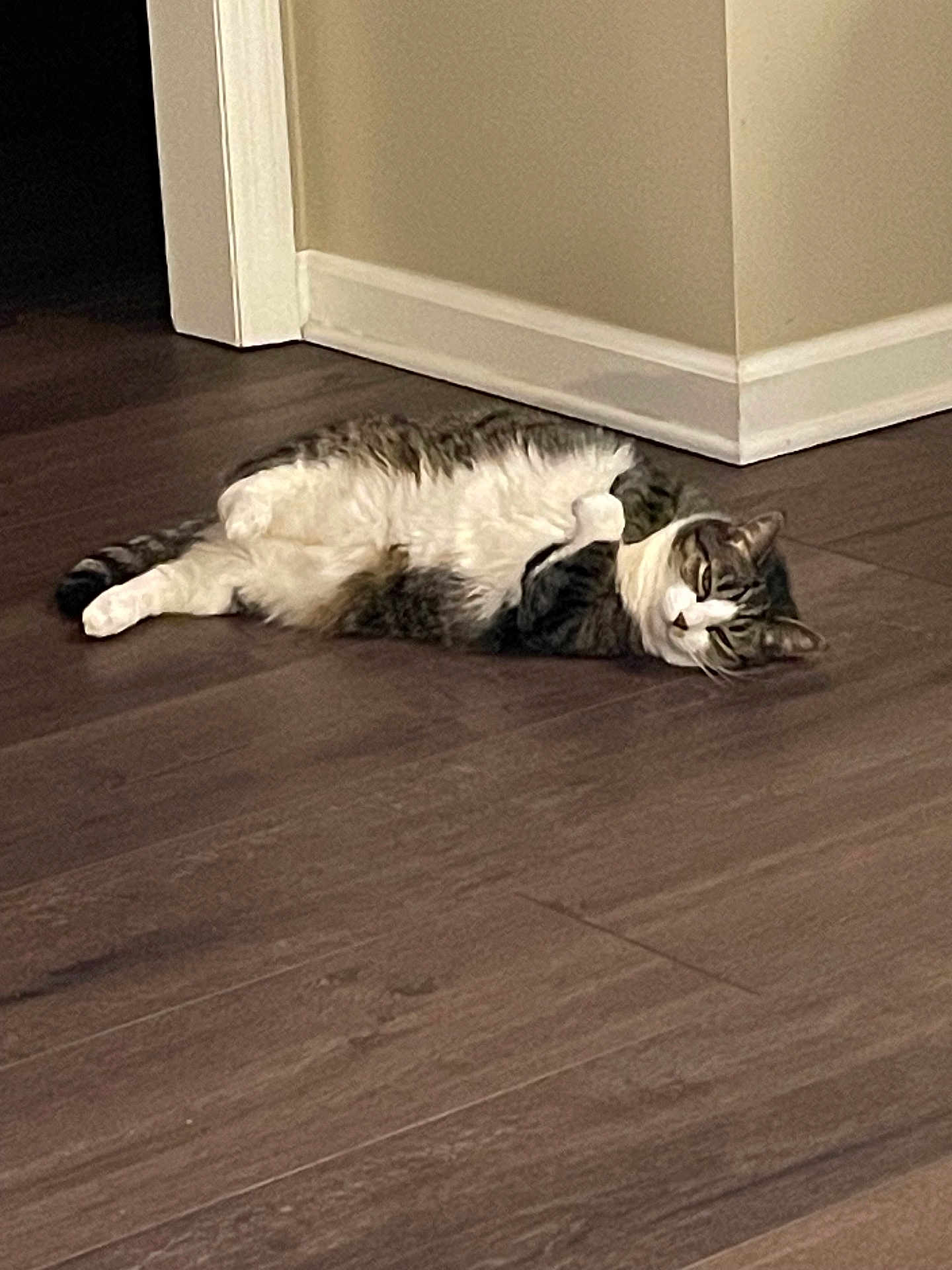 Abby is registered to the contest to win money with this photo: cat, tabby_cat, lying_down, wooden_floor, indoor, relaxed, pet, animal, fur, striped, whiskers, ears, flooring, corner, home, resting, domestic_cat, sleepy, feline, mammal