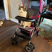 Zeus joined the competition — help win amazing prizes! cat, stroller, indoor, floor, wood_floor, furniture, rug, curious, pet, animal, seated, pink, gray, chair, home, domestic, relaxed, looking, two_cats, cozy