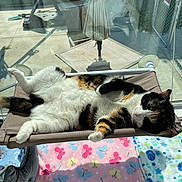 Reese joined the competition — help win amazing prizes! cat, calico_cat, pet, animal, indoor, sunlight, window, hammock, relaxed, fluffy, fur, blanket, pattern, butterfly, basketball, colorful, cozy, resting, sleeping, daylight