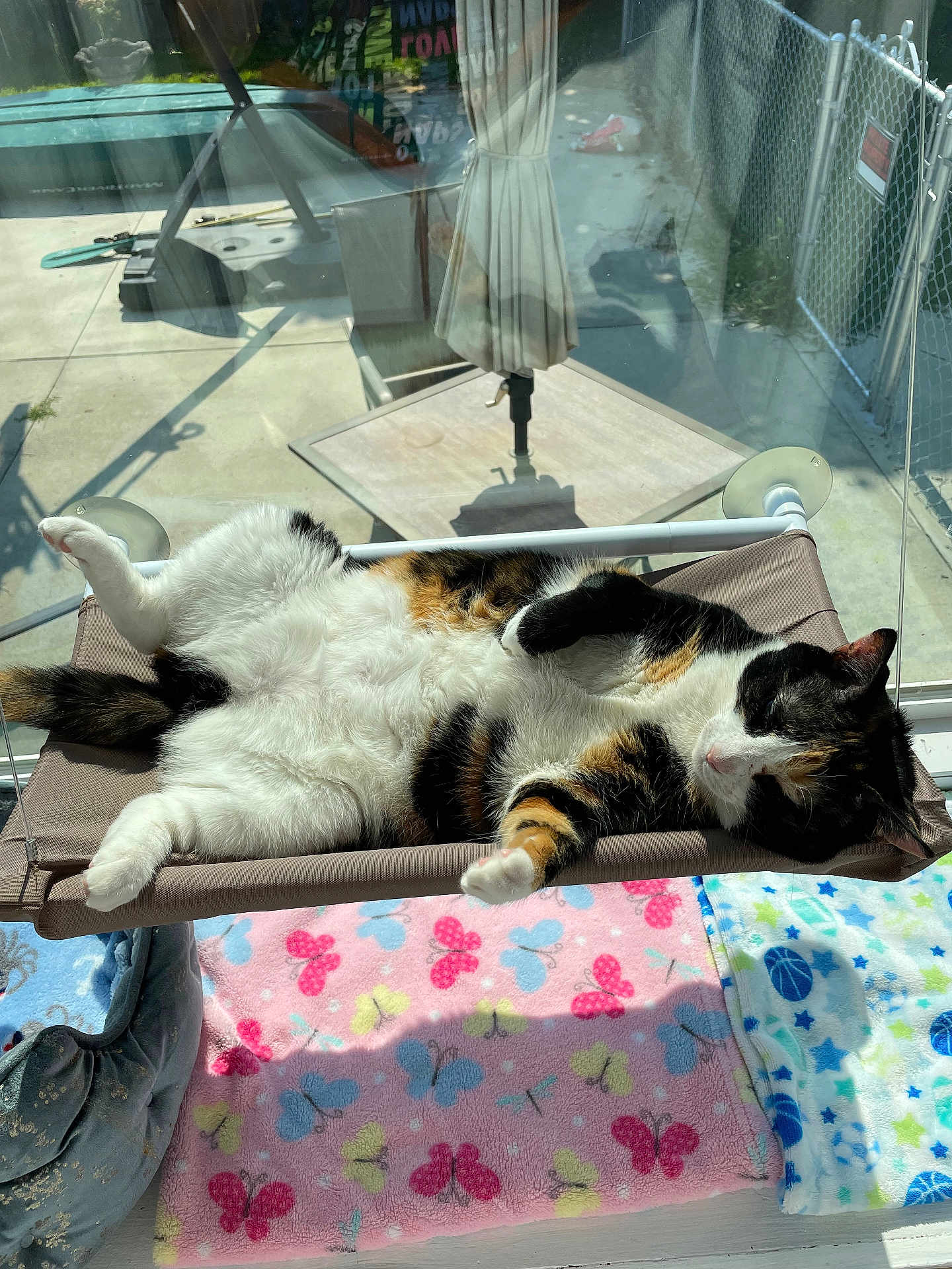 Reese joined the competition — help win amazing prizes! cat, calico_cat, pet, animal, indoor, sunlight, window, hammock, relaxed, fluffy, fur, blanket, pattern, butterfly, basketball, colorful, cozy, resting, sleeping, daylight