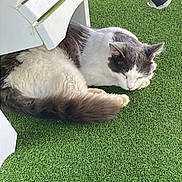 Casper joined the competition — help win amazing prizes! cat, sleeping, outdoor, green_grass, furniture, white, gray, fluffy, tail, resting, shaded, pet, animal, calm, relaxation, nature, soft, fur, domestic_animal, peaceful