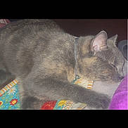 Cookie is registered to the contest to win money with this photo: asphalt, carnivore, cat, cloud, darkness, domestic_short_haired_cat, eye, felidae, font, fur, grey, meteorological_phenomenon, paw, photo_caption, sky, small_to_medium_sized_cats, snout, square, tail, whiskers