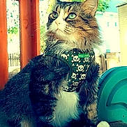 Smudge is registered to the contest to win money with this photo: cat, long_hair, fluffy, tabby, white_chest, green_eyes, bandana, skull_pattern, sitting, pet, animal, portrait, outdoor, porch, wooden_structure, greenery, sunlight, collar, whiskers, dramatic_pose