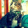 cat, long_hair, fluffy, tabby, white_chest, green_eyes, bandana, skull_pattern, sitting, pet, animal, portrait, outdoor, porch, wooden_structure, greenery, sunlight, collar, whiskers, dramatic_pose