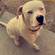 Zeus is registered to the contest to win money with this photo: dog, white_dog, pet, pitbull, canine, sitting, looking_up, outdoor, concrete, dirt, collar, paw, nose, muzzle, stair, shoe, yellow_chair, portrait, companion, closeup