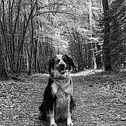 Jaïna participe au concours pour gagner de l'argent avec cette photo : dog, bandana, forest, path, trees, leaves, outdoor, nature, animal, canine, sitting, black_and_white, woods, happy, pet, fur, smiling, trail, scenery, peaceful